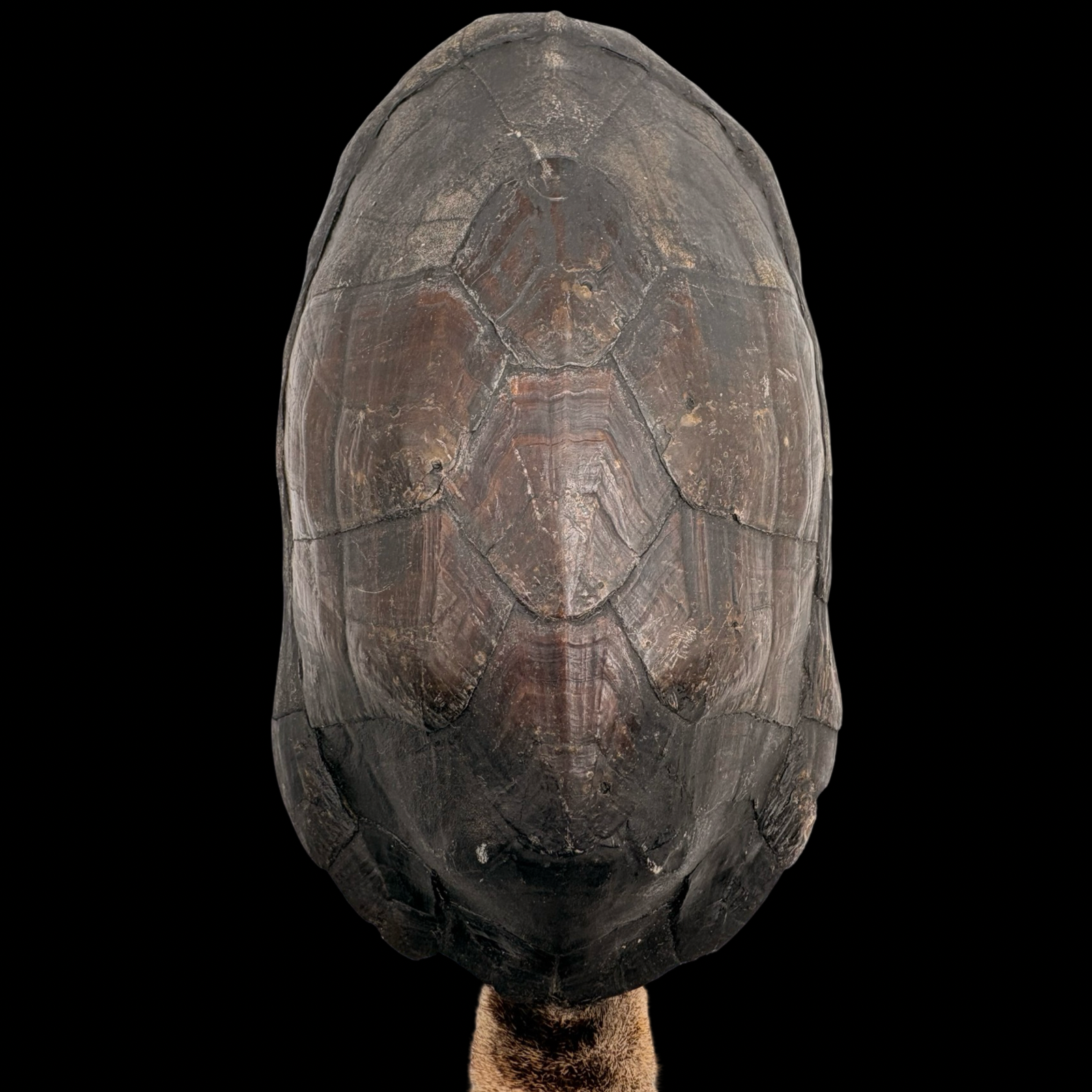 Maraca de Shangó – Concha de Tortuga