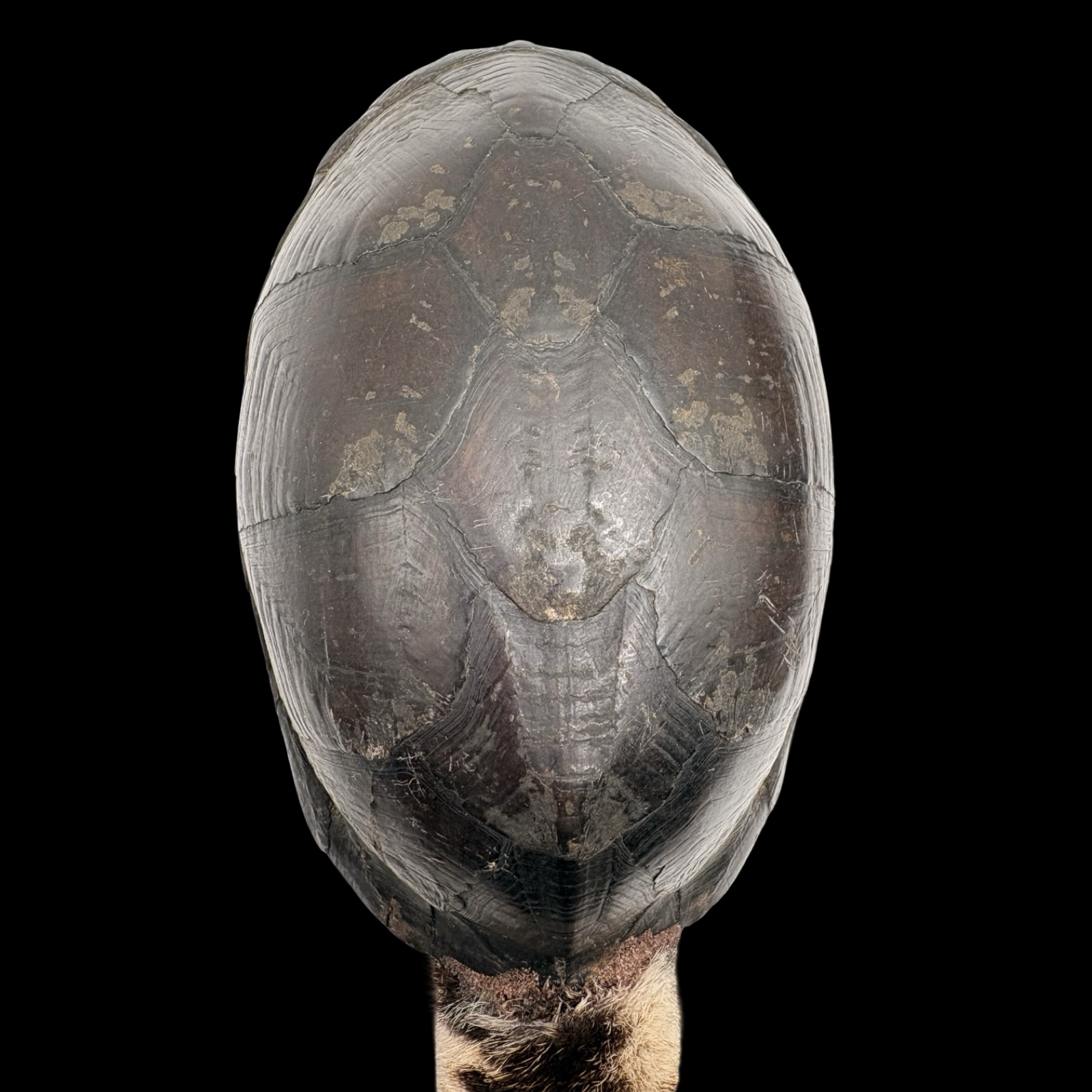 Maraca de Shangó – Concha de Tortuga