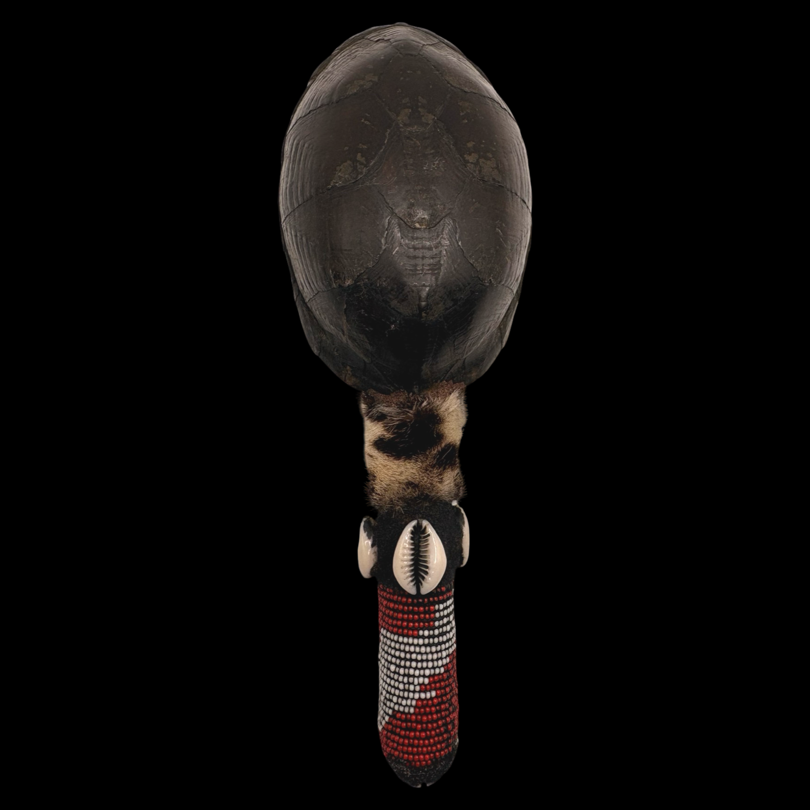 Maraca de Shangó – Concha de Tortuga