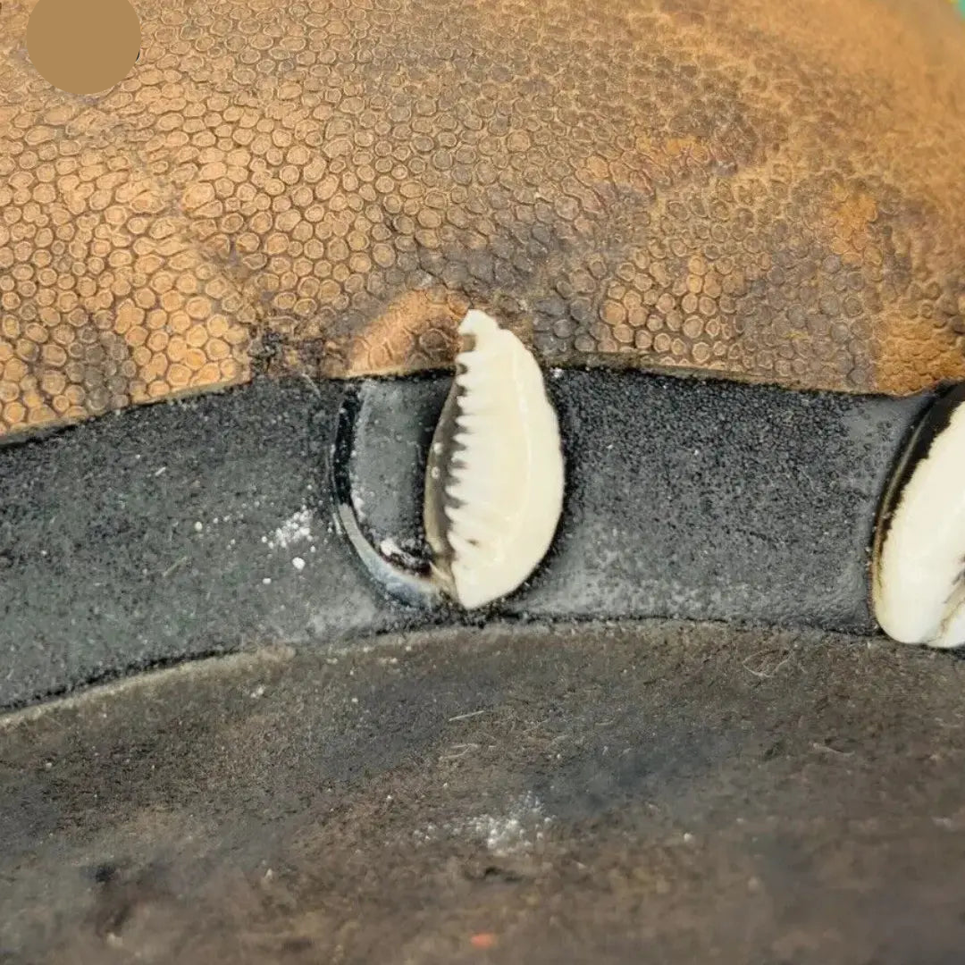 Ikofa Awofaka de Ifa Orunmila Orula santeria 1 SanteriaGuide