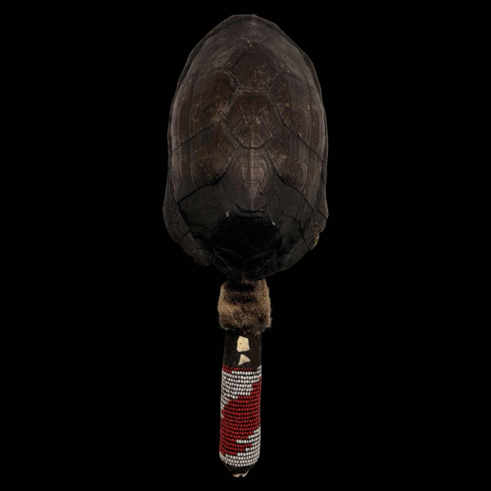 Maraca de Shangó – Concha de Tortuga