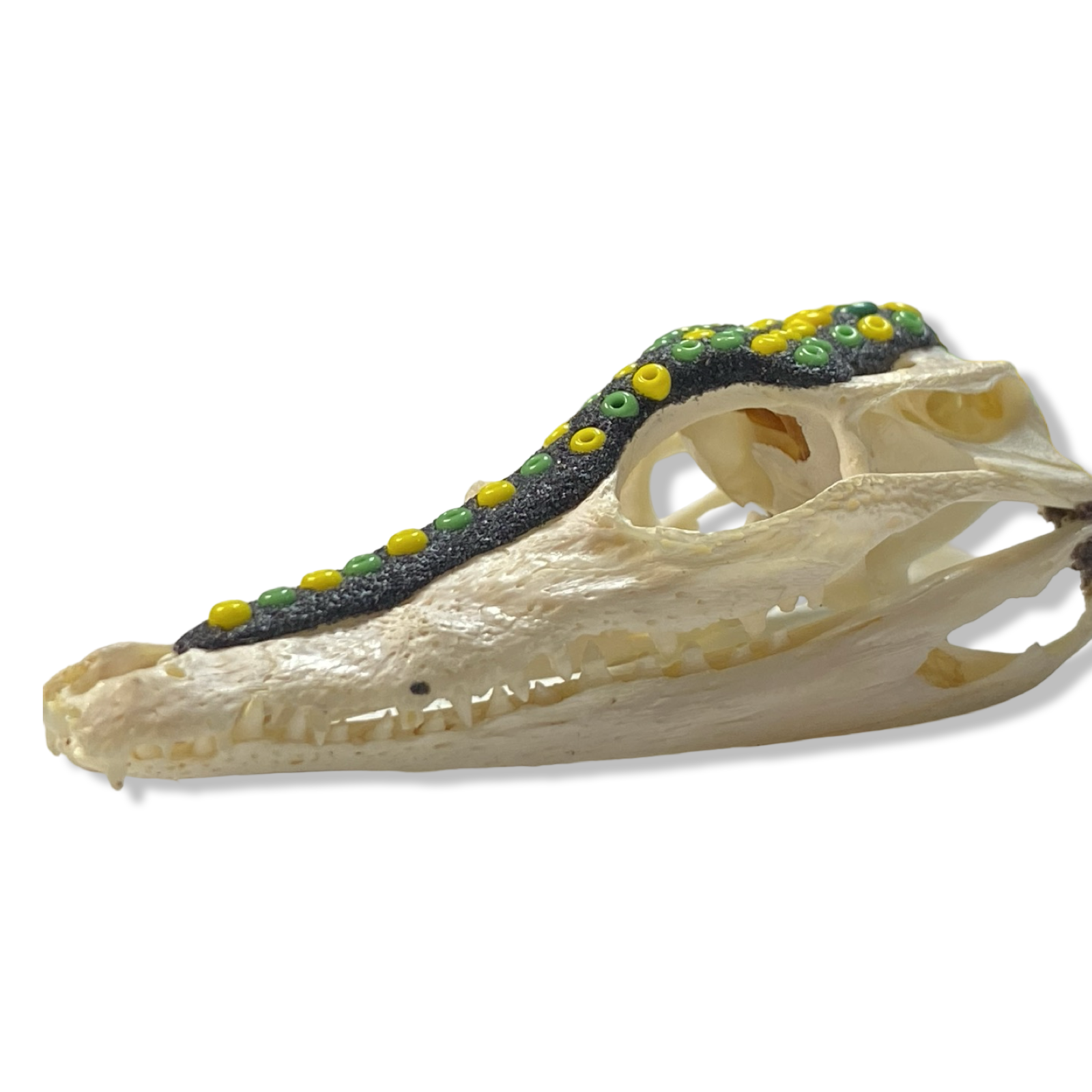 Eleke de Orunmila con Cabeza de Cocodrilo (Collar/Necklace) - SanteriaGuide