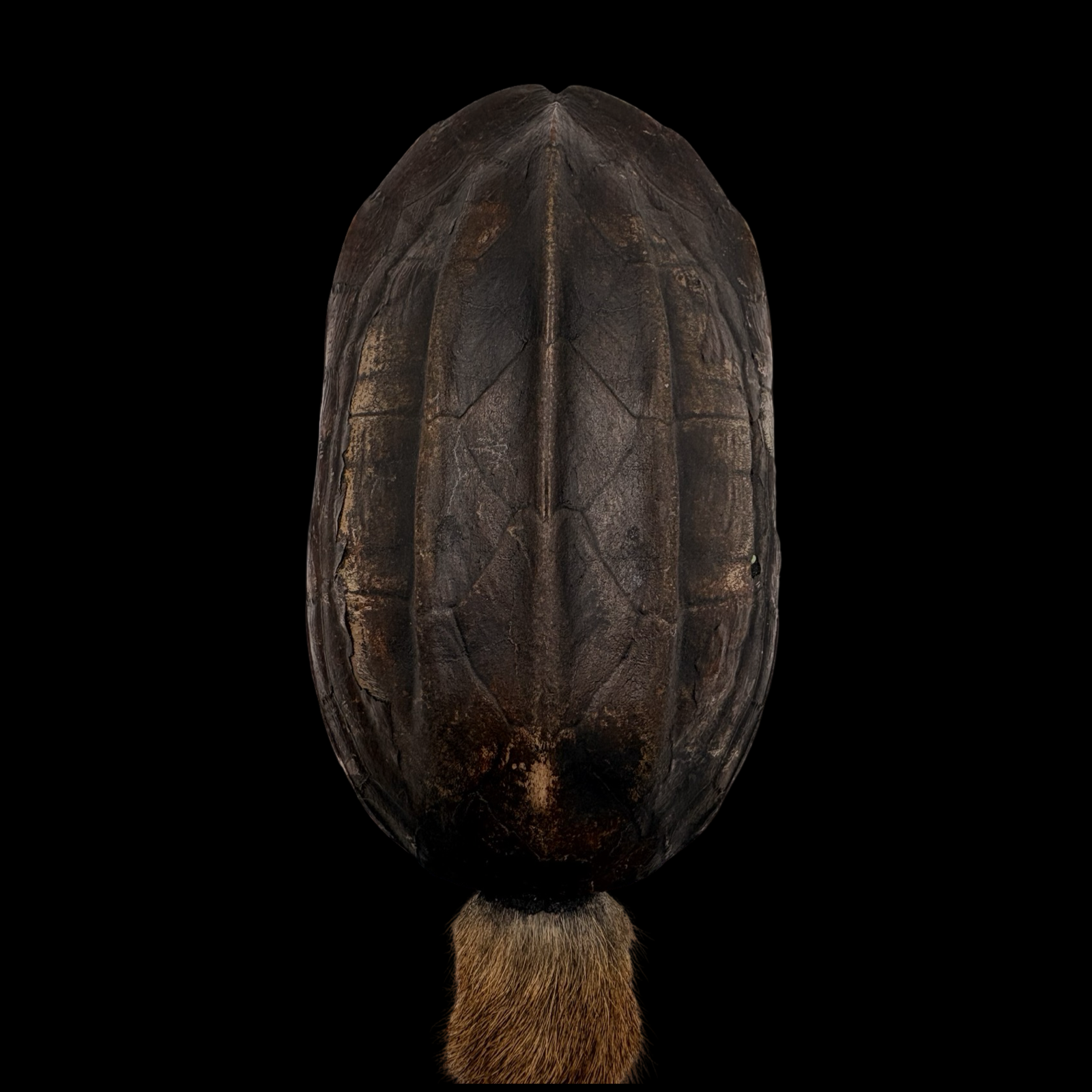 Maraca de Shangó – Concha de Tortuga