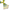 Mazo de Orunmila "Orula" - Green & Yellow Yoruba Santeria Orisha - SanteriaGuide